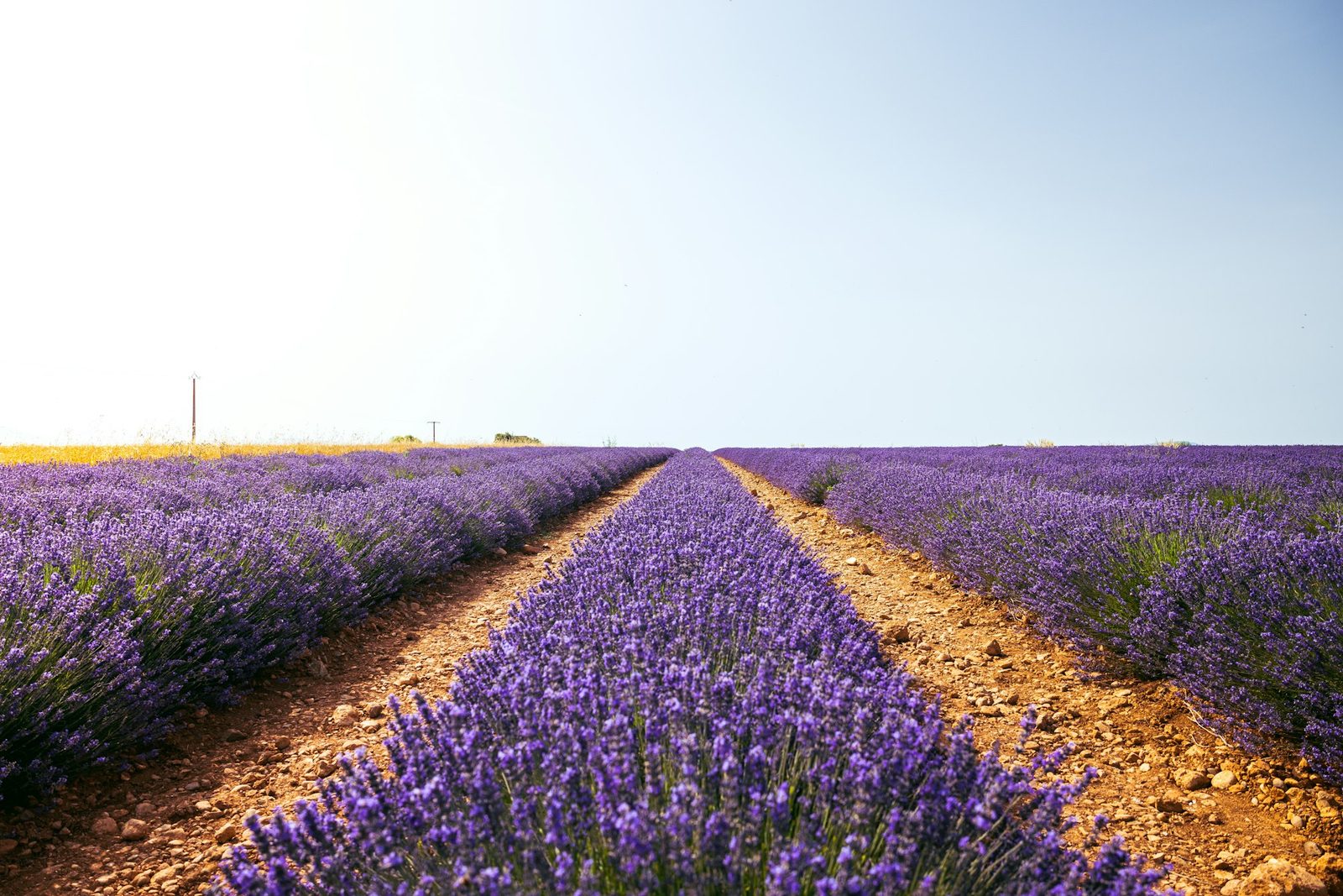 Rows of lavender in Provence